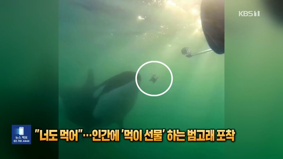 너도먹어....인간에 먹이선물하는 범고래_3.png