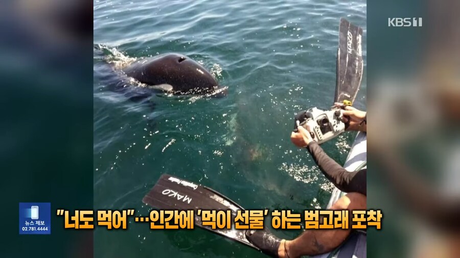너도먹어....인간에 먹이선물하는 범고래_4.png