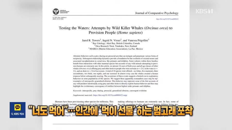 너도먹어....인간에 먹이선물하는 범고래_6.png