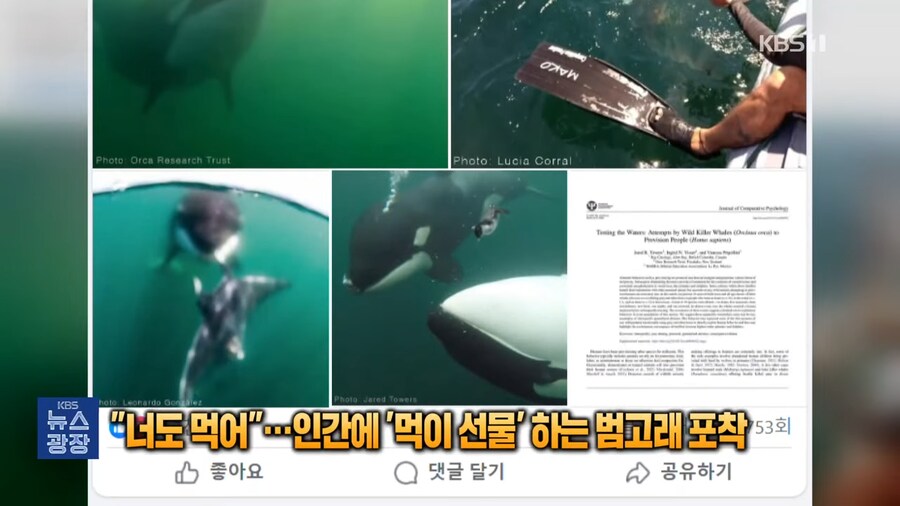 너도먹어....인간에 먹이선물하는 범고래_7.png