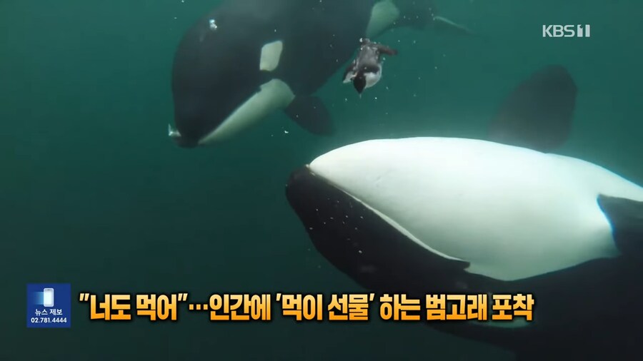 너도먹어....인간에 먹이선물하는 범고래_2.png