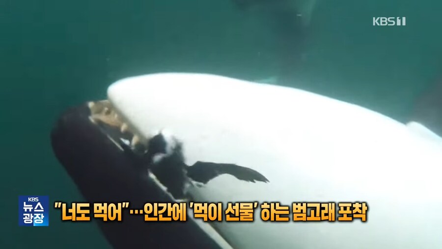 너도먹어....인간에 먹이선물하는 범고래_5.png