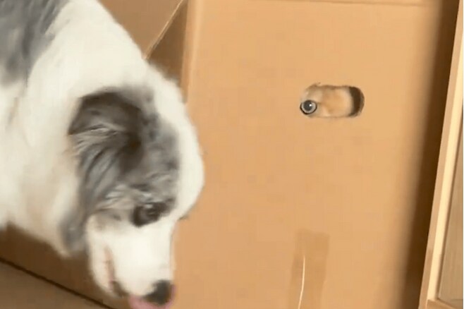 야옹이 사진입니다!!! 아 댕댕이도 있지만 야옹이 사진입니다!!_1.png