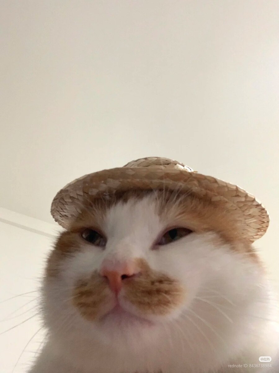 고양이: 너 내 동료가 되라!_1.jpg