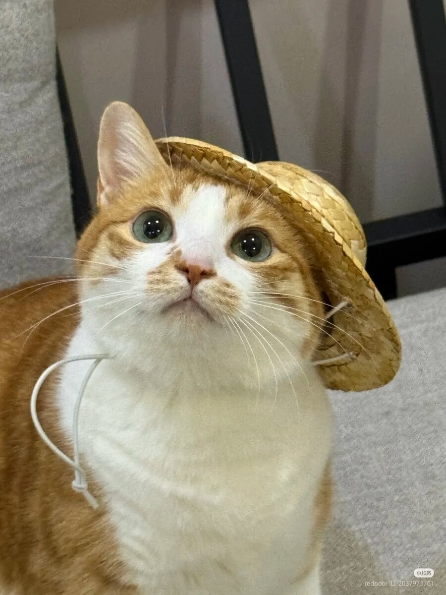 고양이: 너 내 동료가 되라!_2.jpg