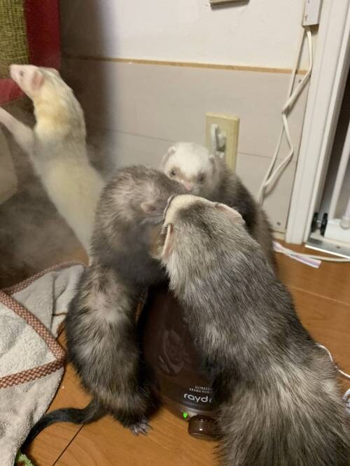 ㅁㅇ에 빠져버린 페릿들.jpg_2.jpg