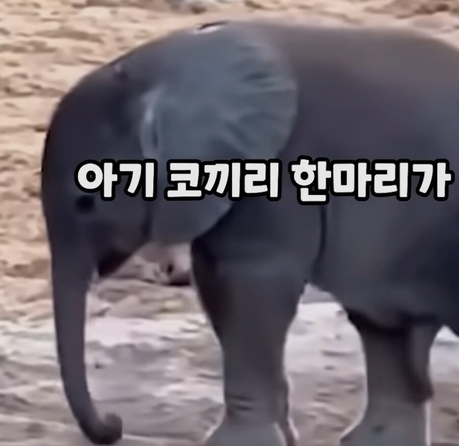 아기코끼리의 축 늘어진_1.jpg