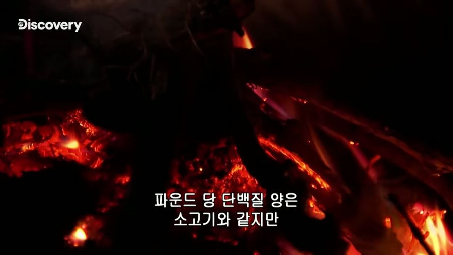 저지방 고기를 먹어서 행복하다는 베어 그릴스_13.jpg