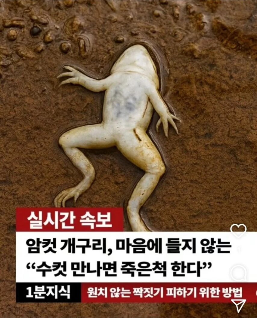 암컷 개구리의 죽은척_1.png