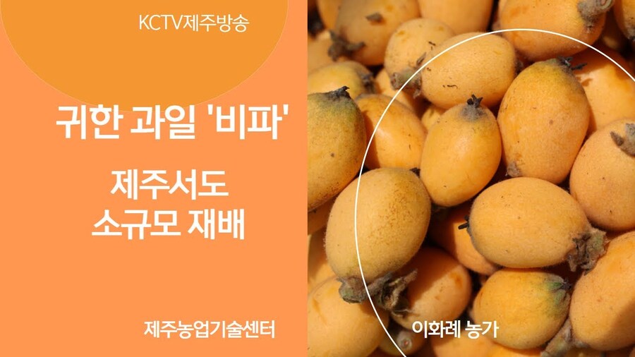 제주도에만 있다는 과일_4.jpg