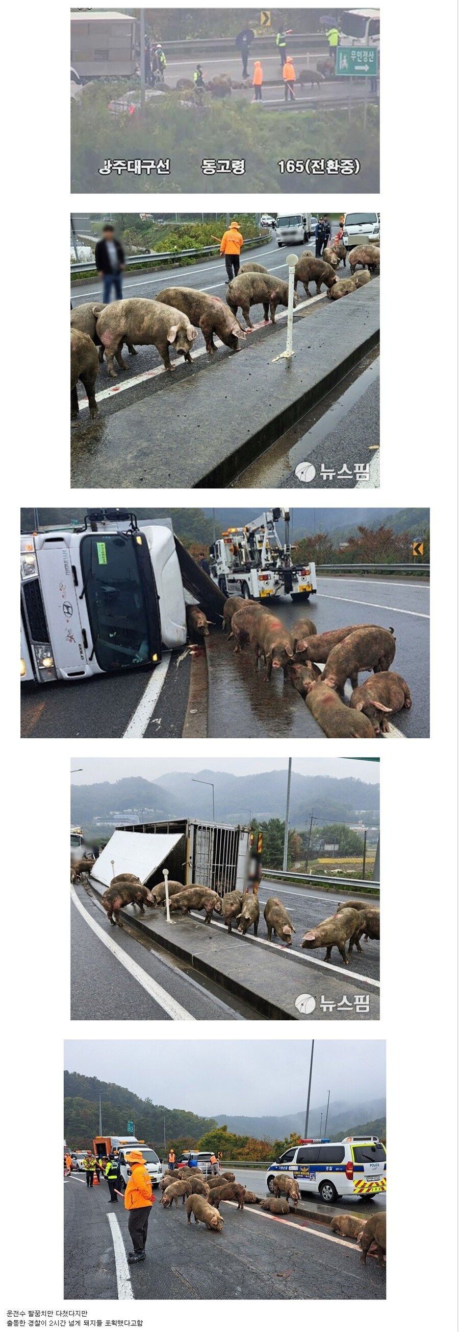 빗길에 4.5톤 화물차 넘어져 돼지떼 대탈출.jpg_1.jpg