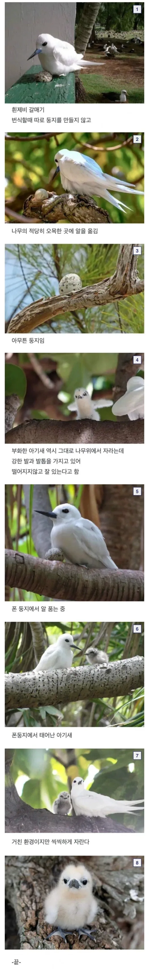 진짜 대충 사는 새.._1.webp