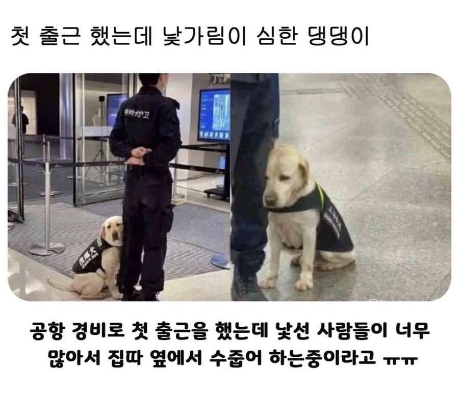 첫 실전 투입에 잔뜩 기죽은 신입_1.jpg