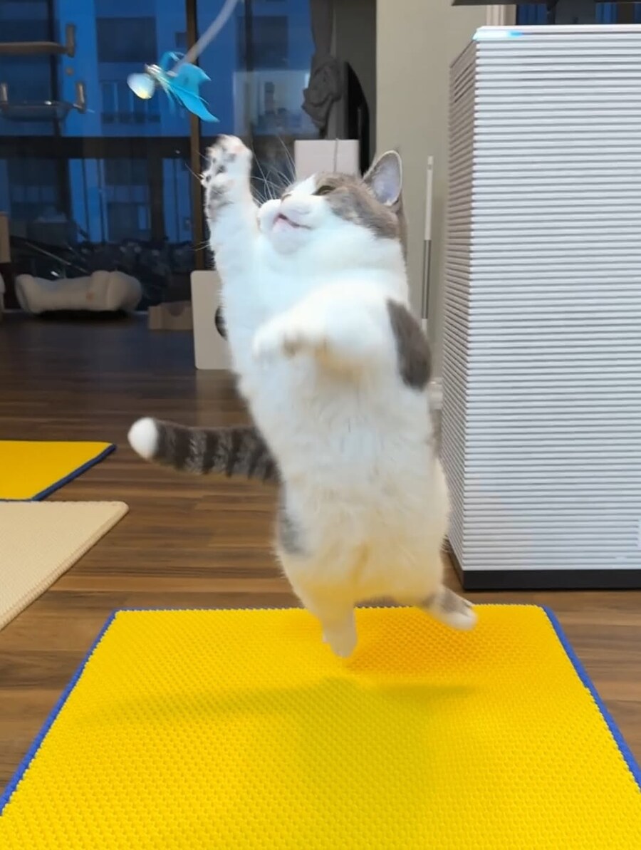 귀요미 냐옹이.._4.jpg