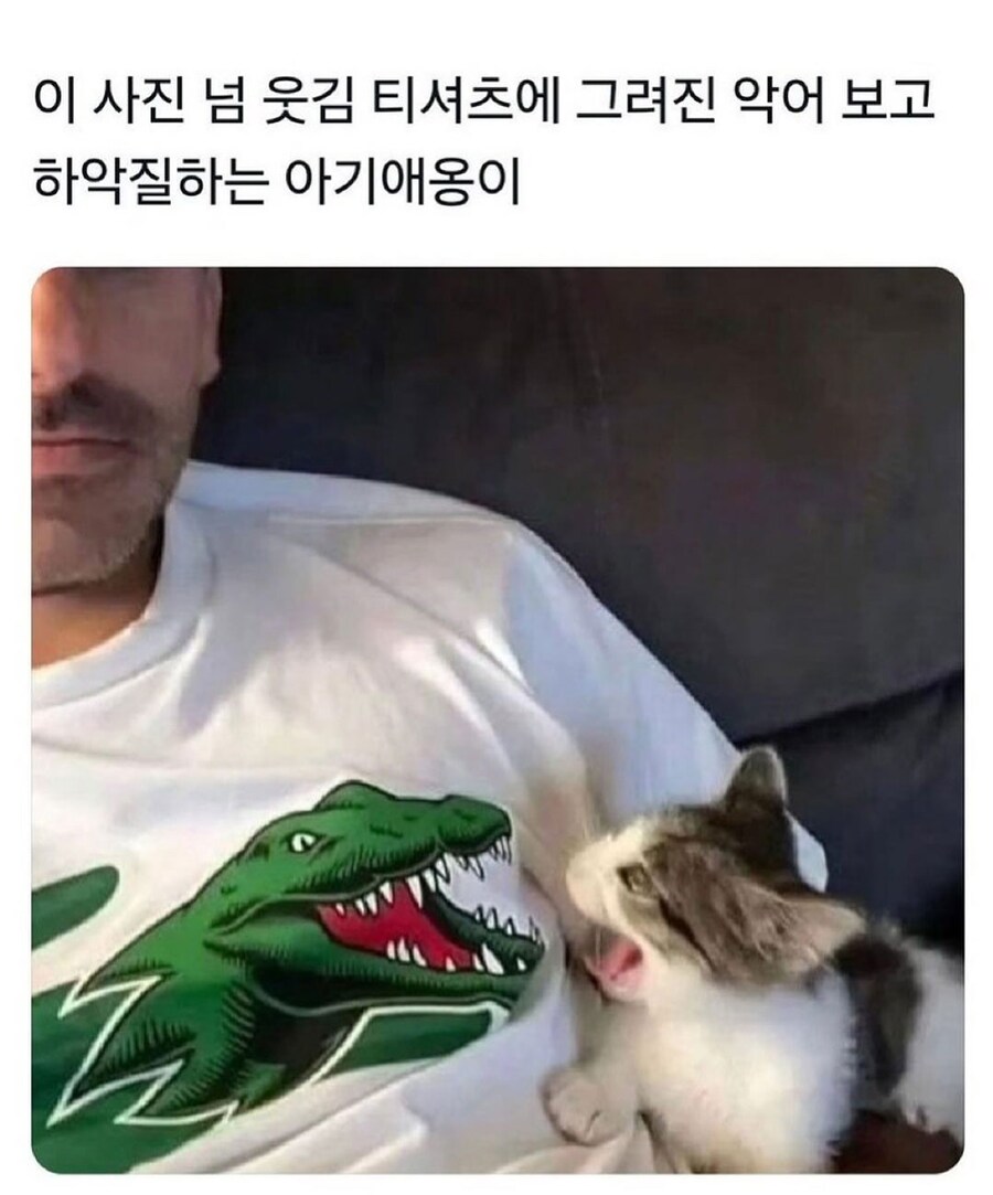 티셔츠랑 싸우는 아기고양이.jpg_1.jpg