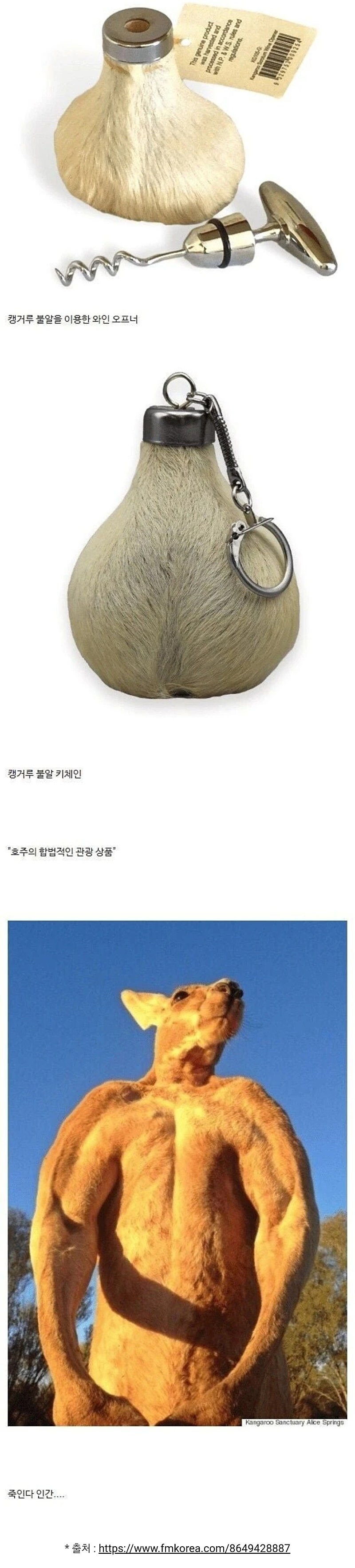 캥거루가 인간을 싫어할만한 합당한 이유_2.jpg