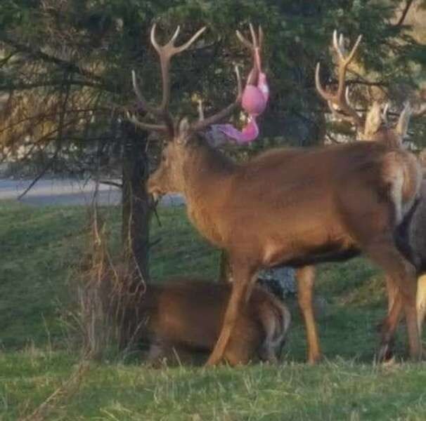 브래지어 걸친 왕사슴.jpg_1.jpg