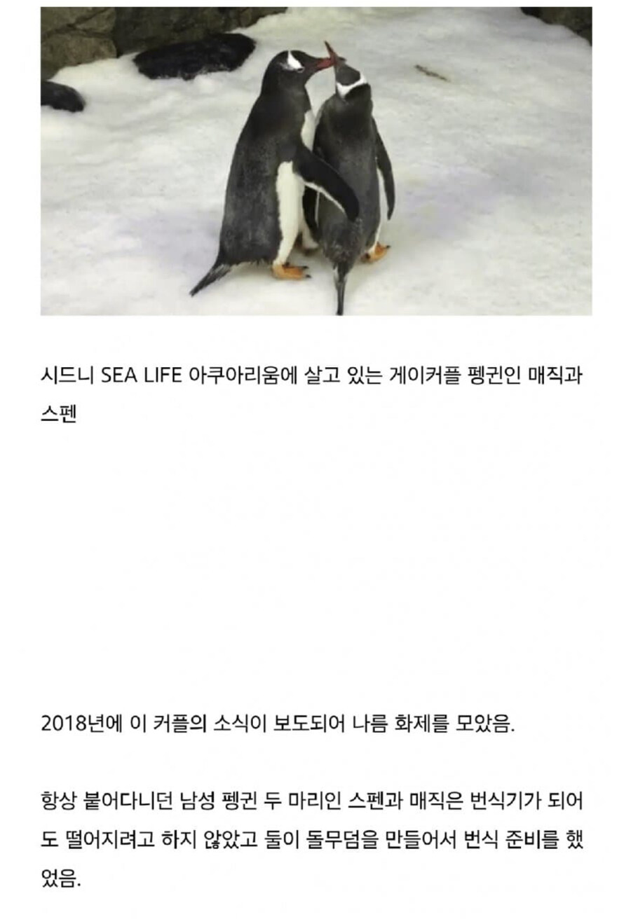 호주동물원의 펭귄 커플 이야기_1.jpg