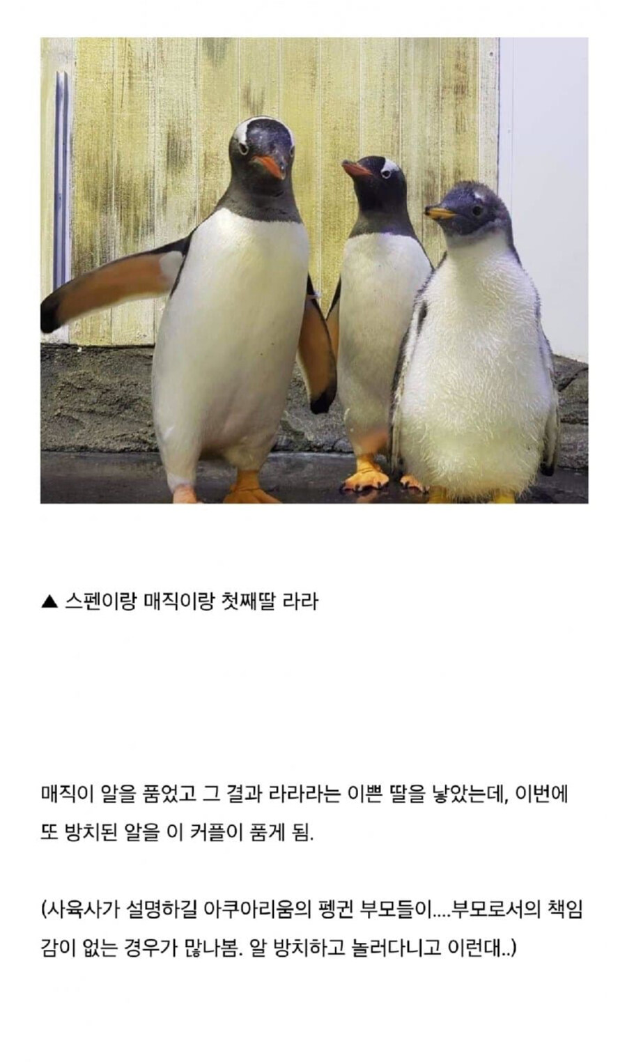 호주동물원의 펭귄 커플 이야기_3.jpg