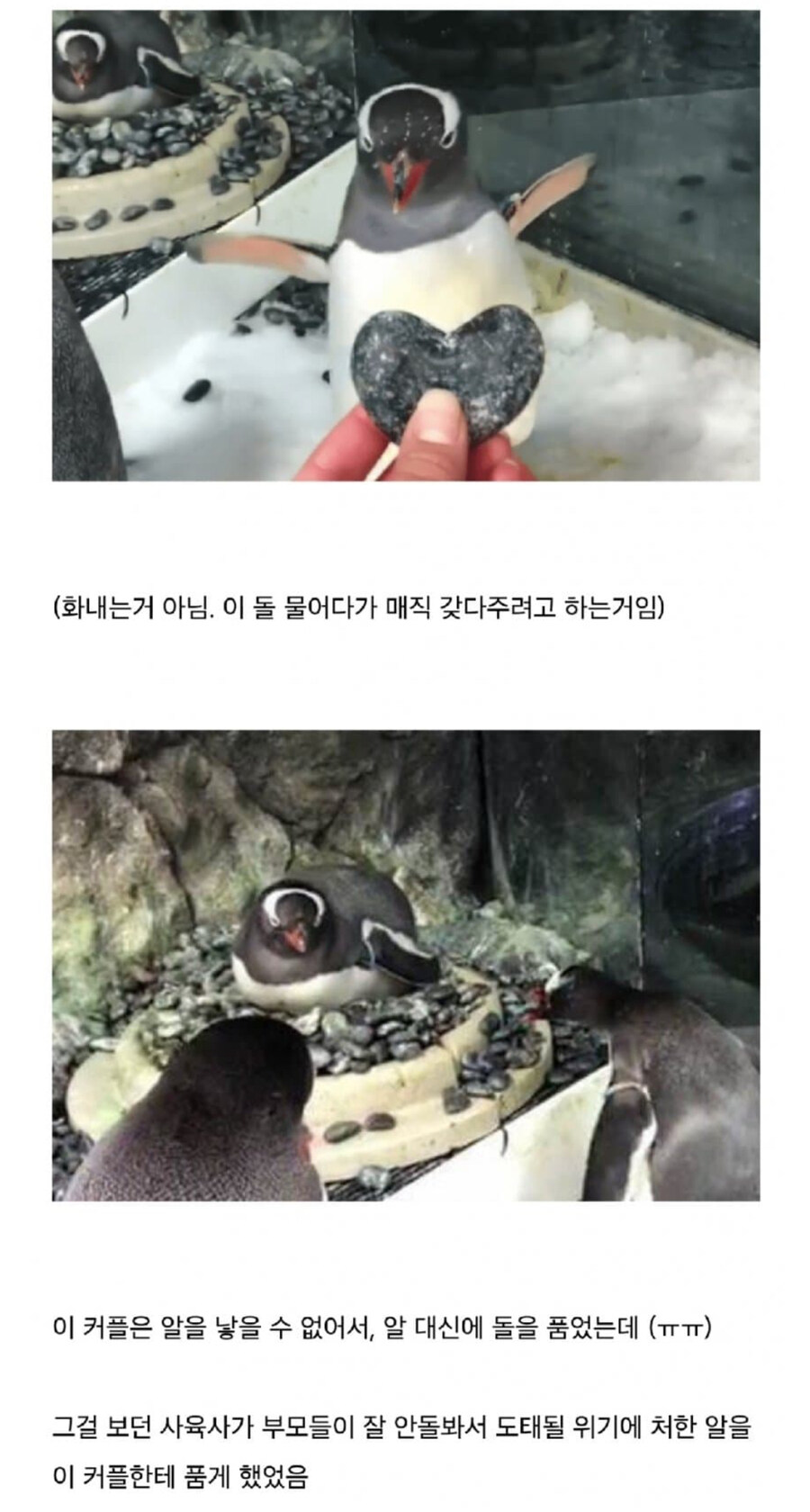 호주동물원의 펭귄 커플 이야기_2.jpg
