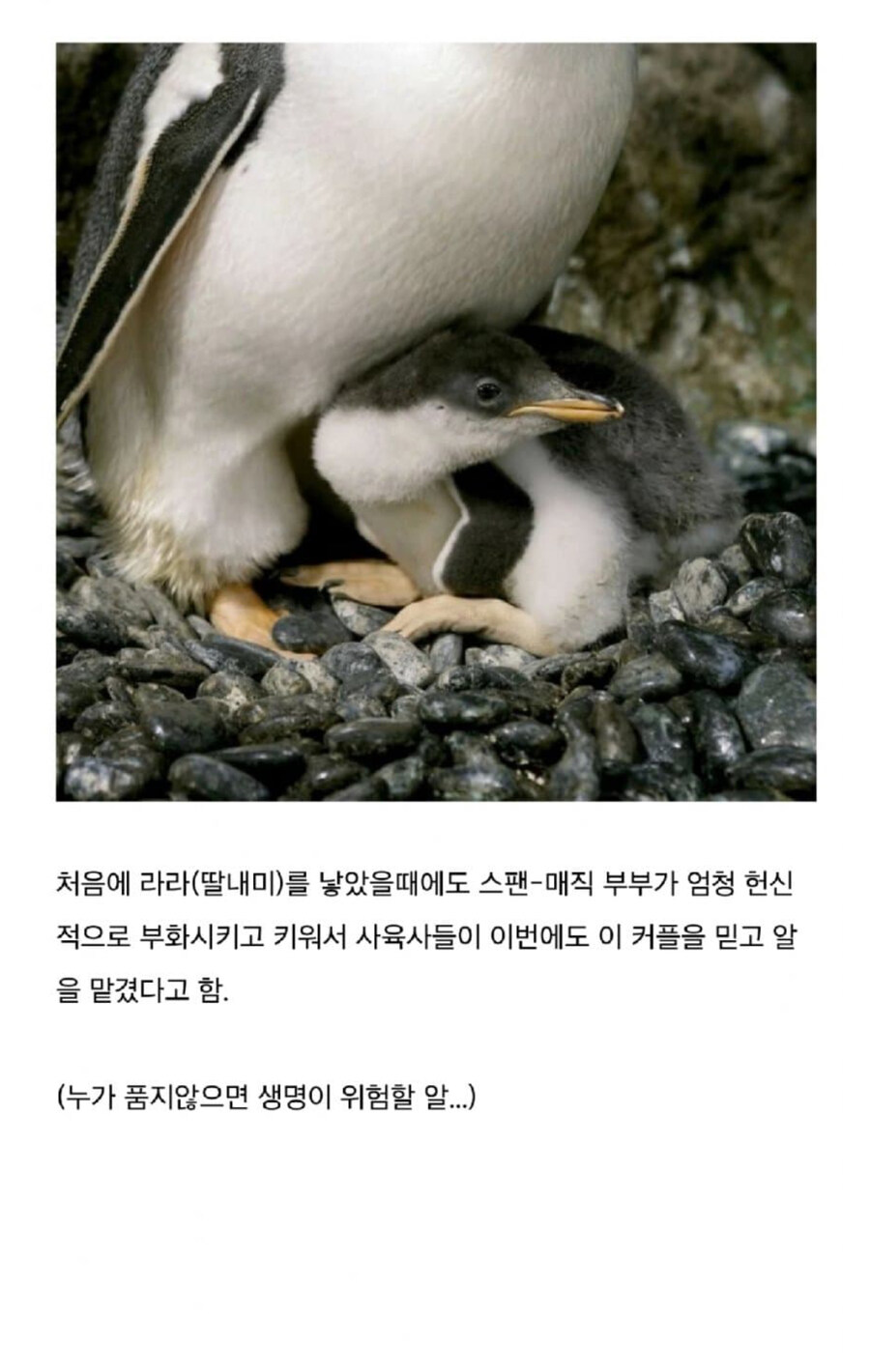 호주동물원의 펭귄 커플 이야기_4.jpg