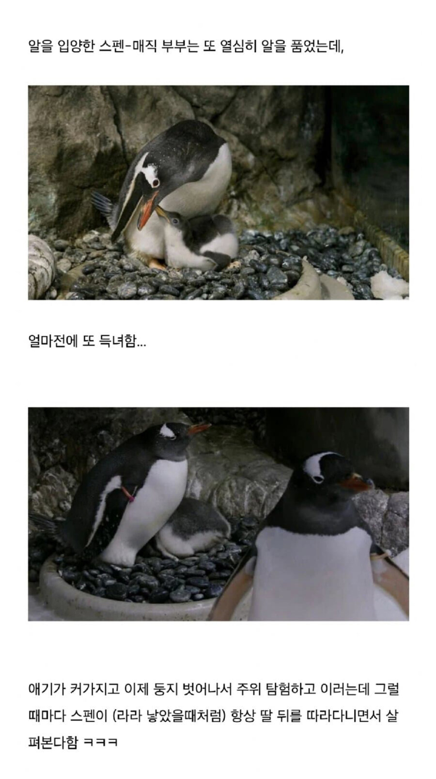 호주동물원의 펭귄 커플 이야기_5.jpg