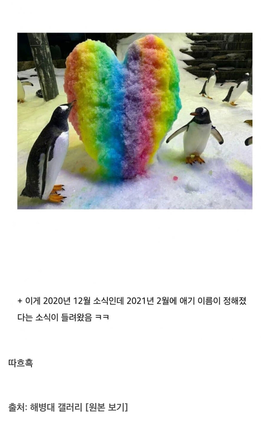 호주동물원의 펭귄 커플 이야기_8.jpg