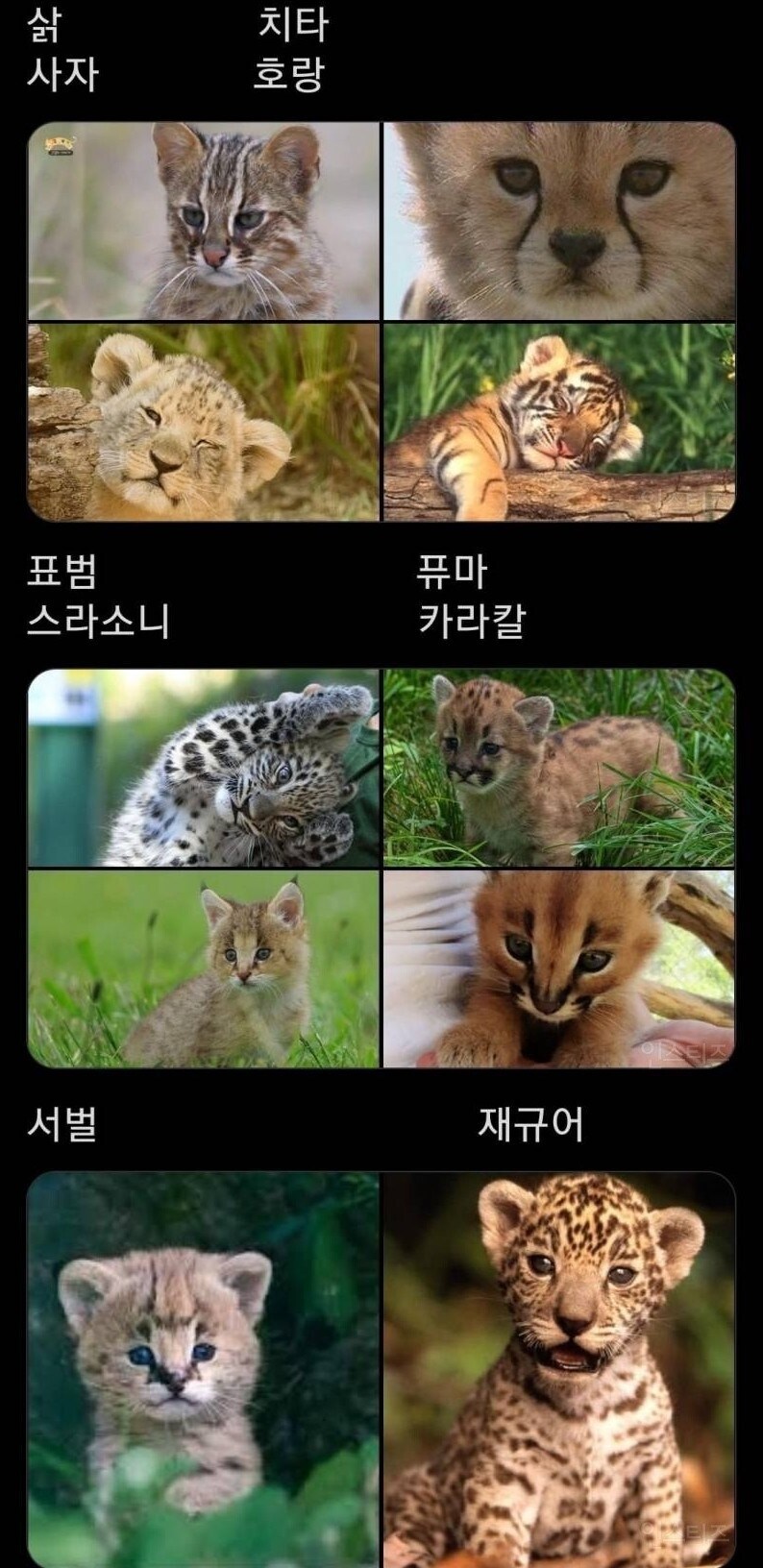 고양이과 동물 어린 시절.jpg_1.jpg
