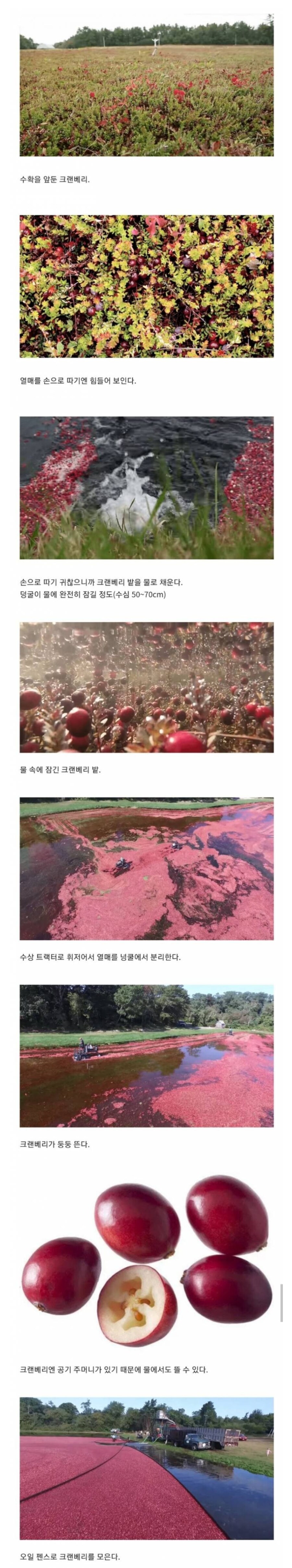 미국에서 크랜베리 수확하는 방법_1.jpg