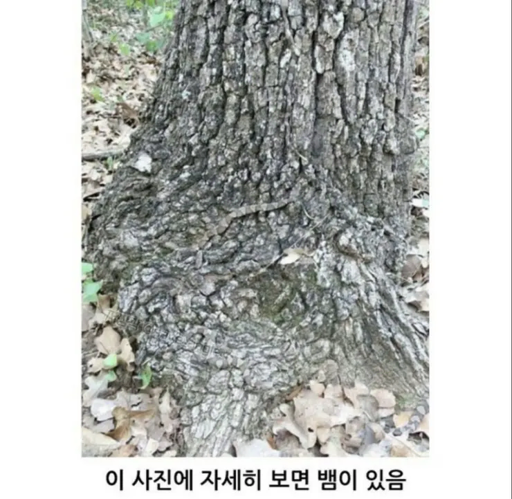 산에서 뱀 조심해야하는 이유.jpg_1.webp
