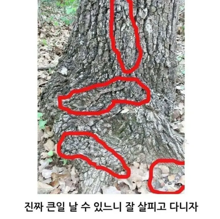 산에서 뱀 조심해야하는 이유.jpg_2.webp