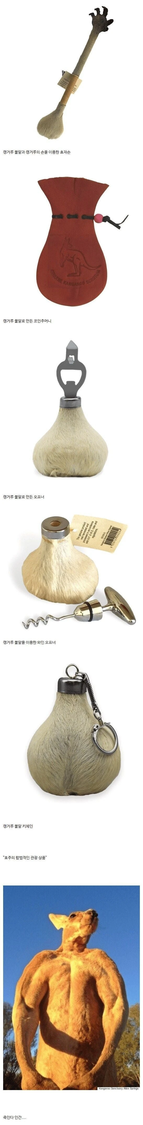 캥거루가 사람만 보면 시비터는 이유_1.webp