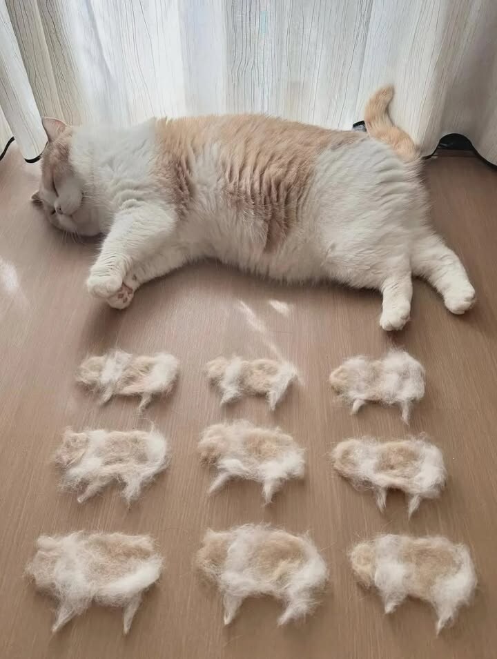 무한복사가 된다는 동물들_4.jpg