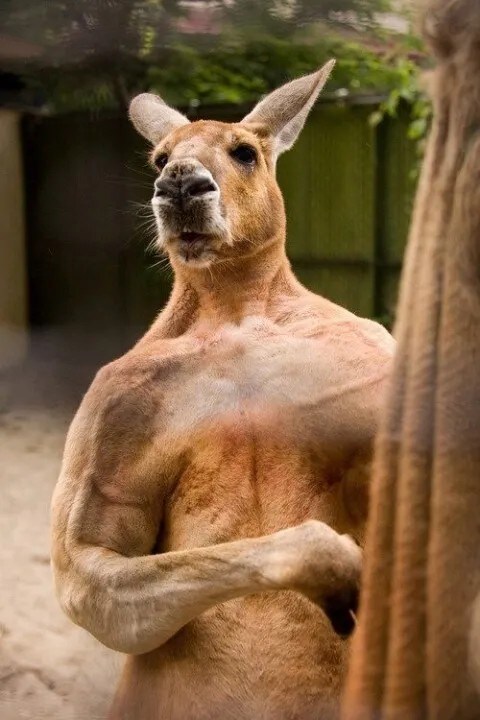 한 근육하는 아재 모습_1.jpg