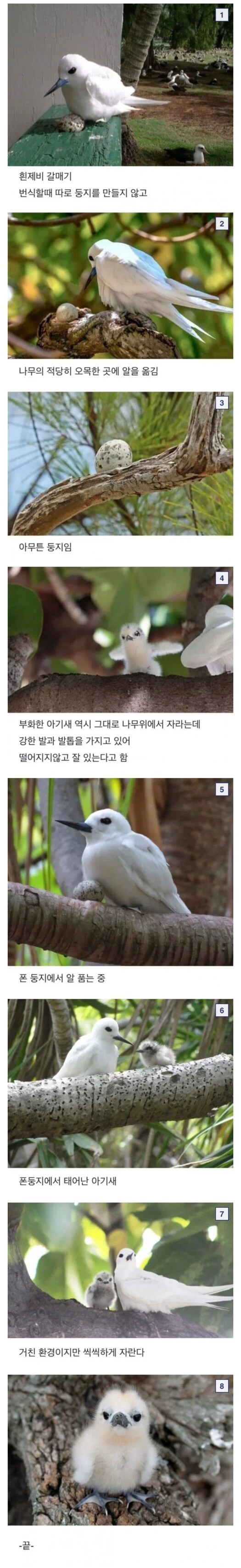 진짜 대충 사는 새._1.png