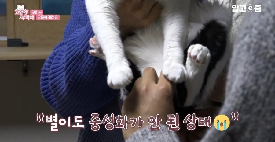 중성화 수술 두번 하게된 고양이들_9.jpg