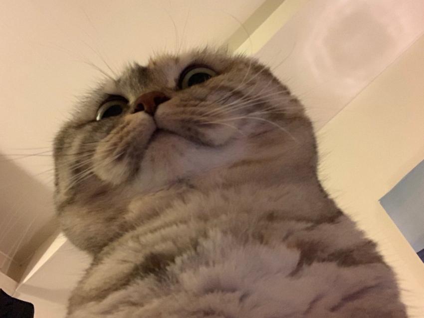 모닝 고양이_7.jpg