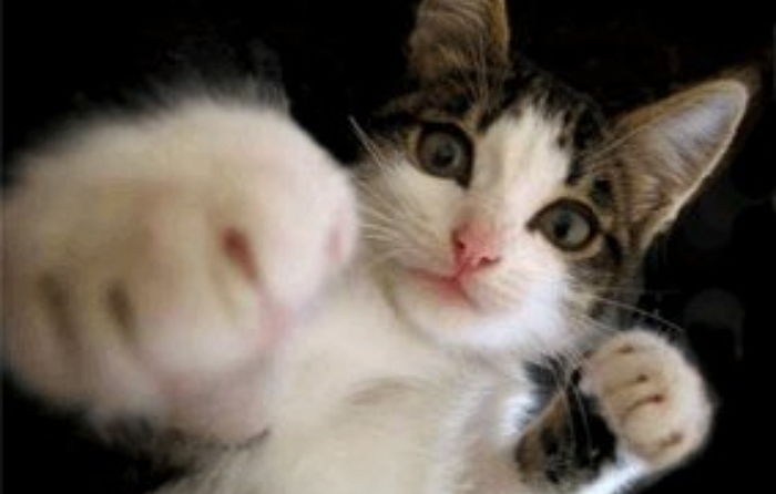 모닝 고양이_10.jpg