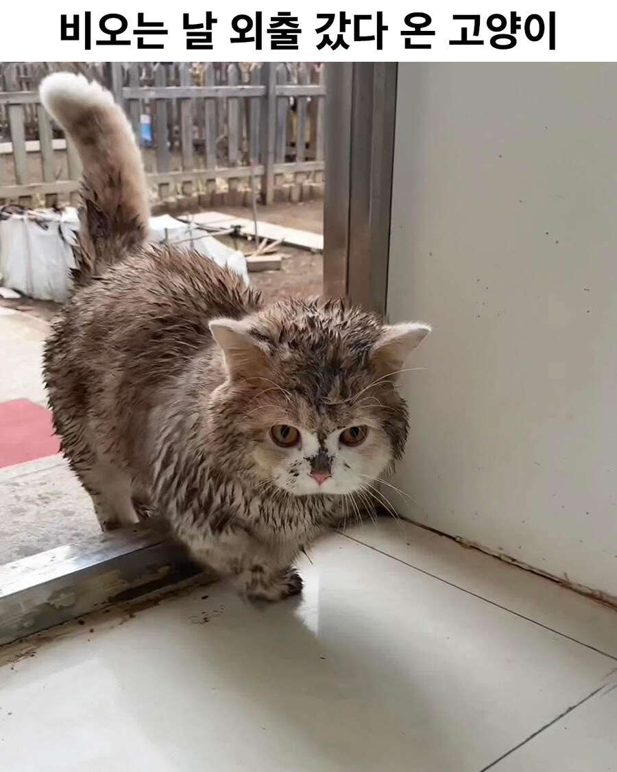 비오는 날 외출 갔다 온 고양이..._1.jpg