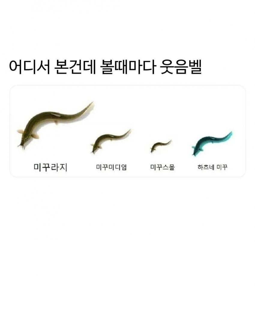 미꾸라지-미꾸디엄-미꾸스몰_1.jpg
