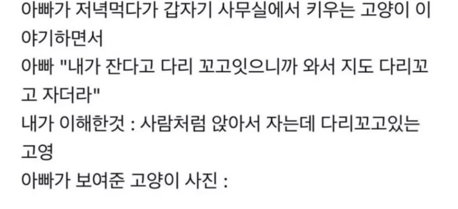 아빠 사무실에서 키우는 고양이.jpg_1.png