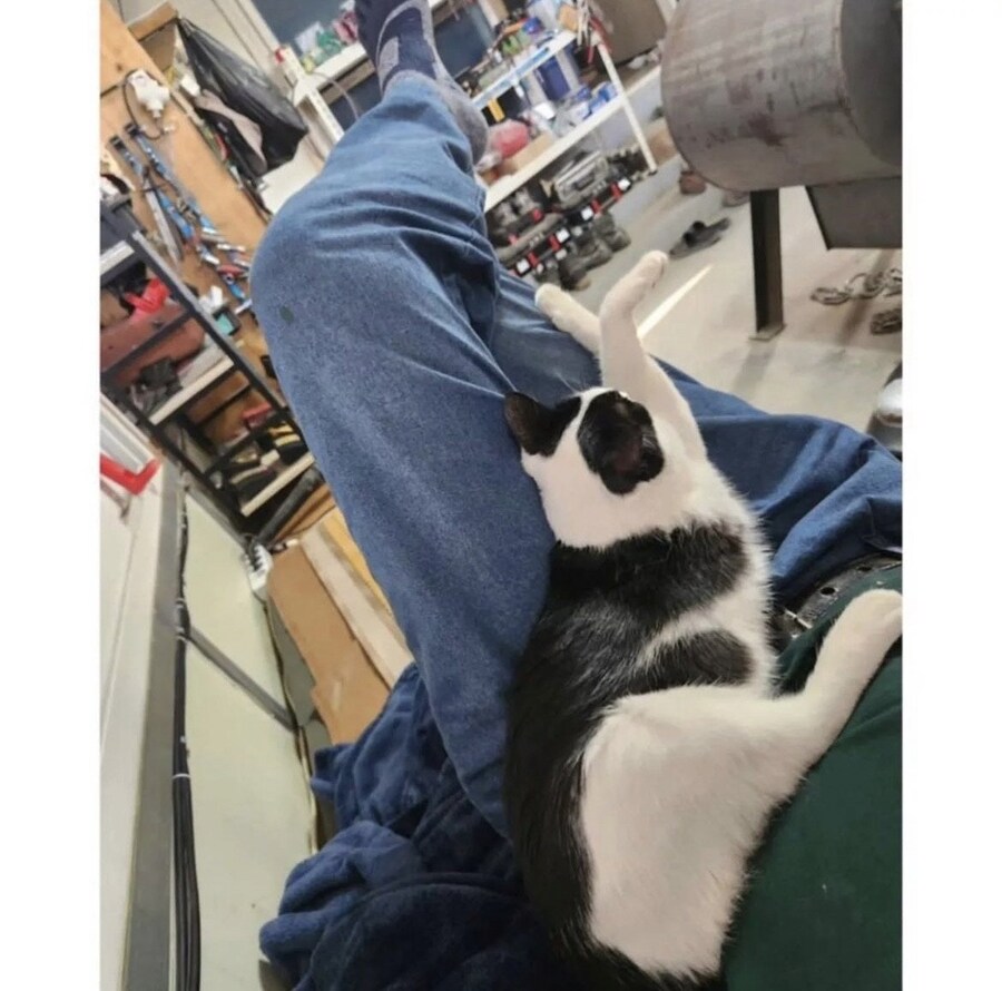 아빠 사무실에서 키우는 고양이.jpg_2.png