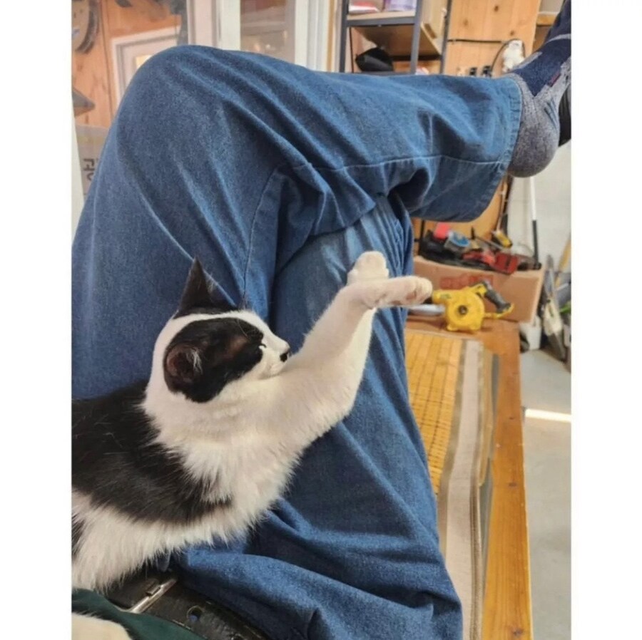 아빠 사무실에서 키우는 고양이.jpg_3.png