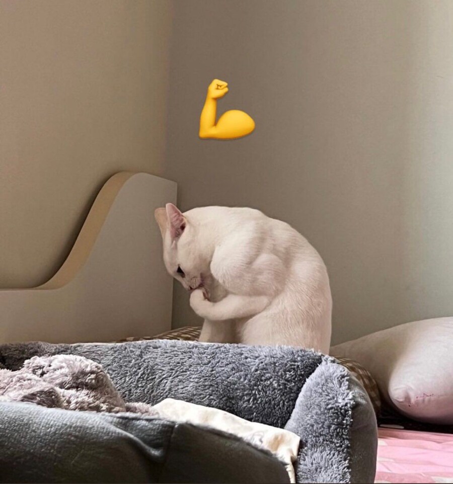 하얀 고양이 근육 앞발_1.jpg