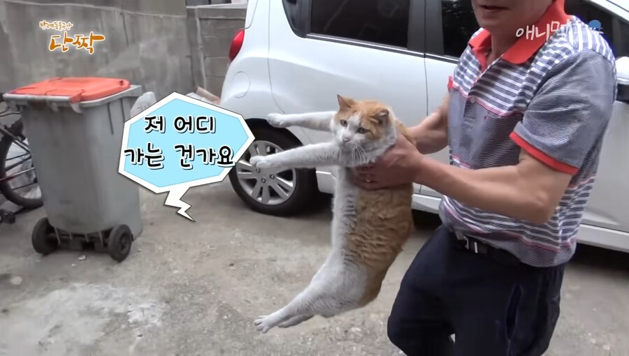혐) 산체로 삶아지는 고양이...jpg_1.jpg