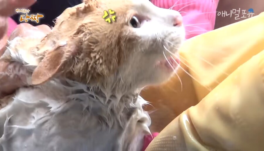 혐) 산체로 삶아지는 고양이...jpg_4.jpg