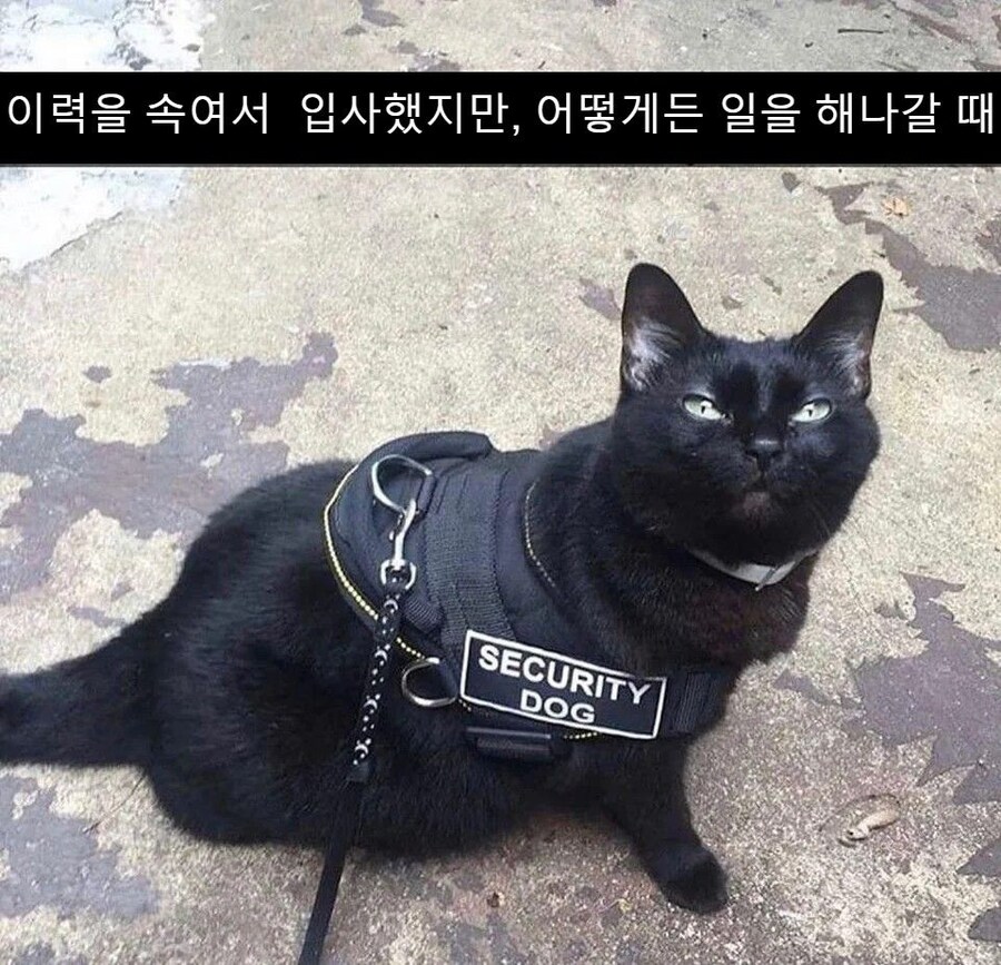 이력서 사기로 취직.jpg_1.jpg