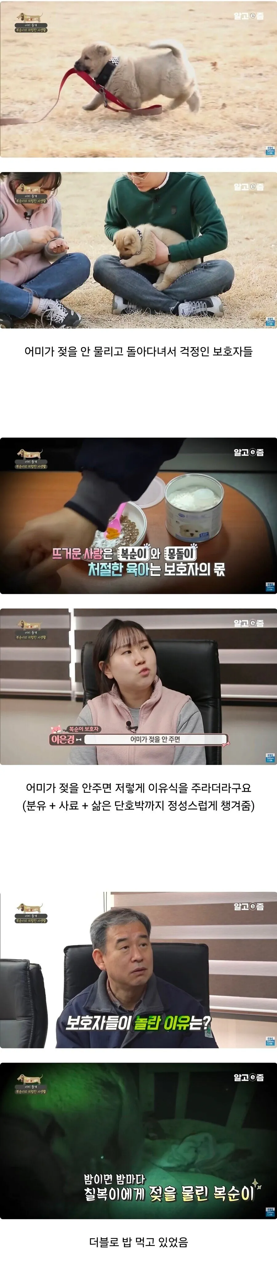 이상하게 통실했던 5주차 아기 댕댕이_1.webp