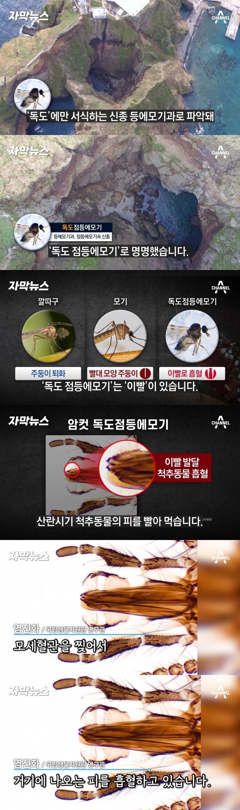 육지 상륙하면 큰일나는 토종 모기_1.jpg