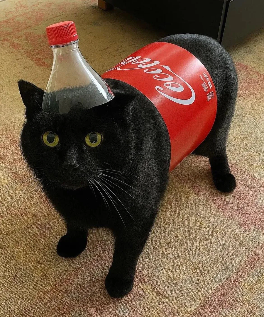 냥카콜라.cat_1.webp